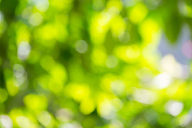 istock green bokeh of nature 1349336384