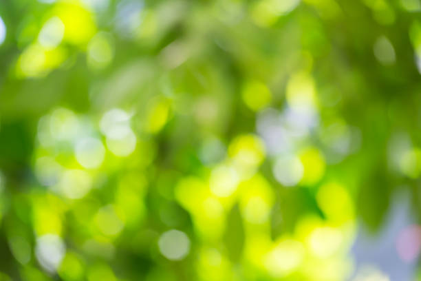 istock green bokeh of nature 1349336404