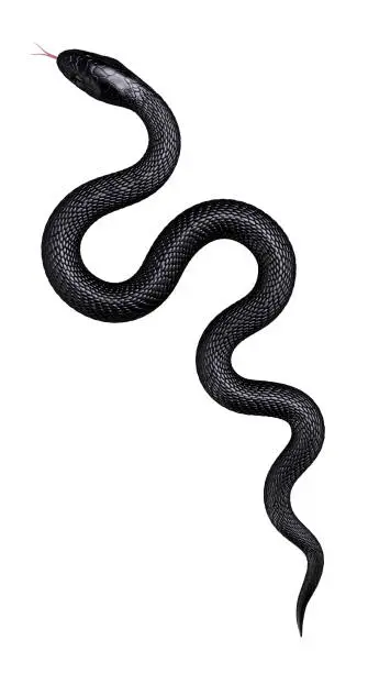 Photo of Black Snake isolated on White. Top view