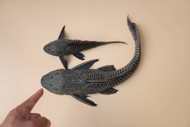 Suckermouth catfish on orange background