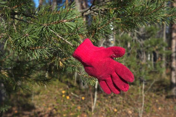 Lost red children`s glove on a pine tree branch