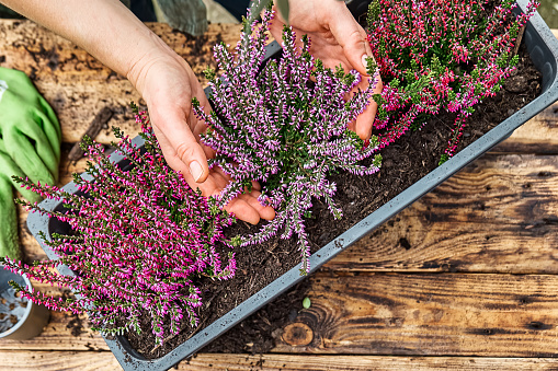 Hands planting calluna vulgaris, common heather, simply heather and erica in a pot on wooden table in the garden. House, garden and balcony decoration with seasonal autumn flowers.