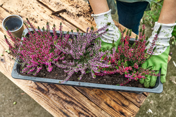 manos plantando calluna vulgaris, brezo común, simplemente brezo y erica en una maceta sobre mesa de madera en el jardín. decoración de casa, jardín y balcón con flores de otoño de temporada. - rose pink bright simply fotografías e imágenes de stock