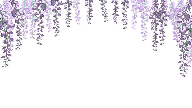 istock Many wisteria flowers without leaves 1349339205
