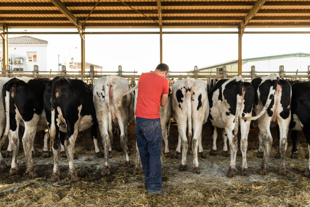 istock Male farmer doing artificial insemination procedure on a dairy cow in a cowshed. 1349339906