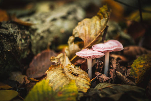 istock Mushrooms in the forest during a beautiful fall day 1349341524