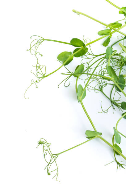 istock bunch of freshly cut green pea sprouts micro greens 1349341887