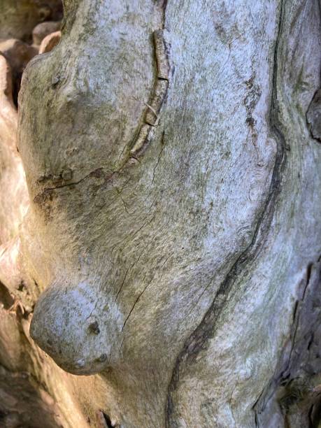 istock close up shot of old tree texture 1349342835