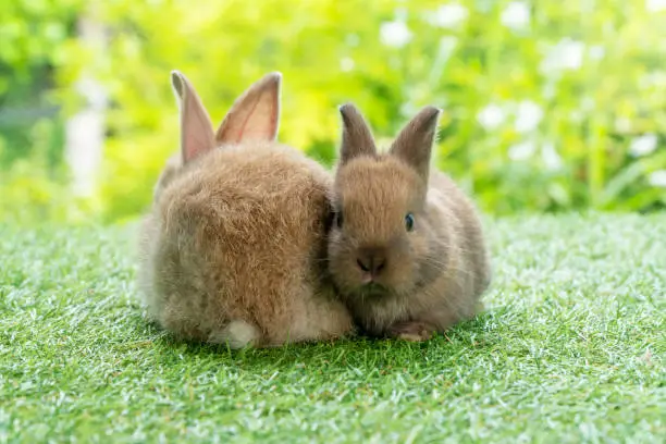 Two adorable fluffy baby brown bunny rabbit sitting down together on green grass over bokeh natural background. Furry cute new born wild-animal at outdoor. Easter animal concept.