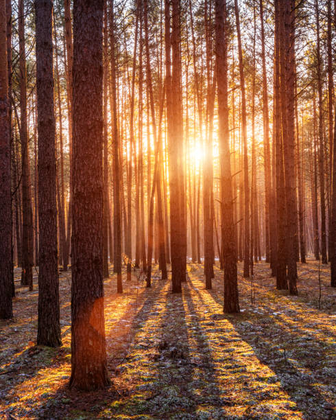 istock Sunrise in the spring pine forest with last snow. 1349343877