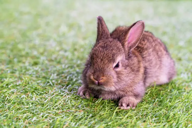 Adorable fluffy baby brown bunny rabbit lying down alone on green grass over natural background. Furry cute wild-animal single at outdoor. Easter animal concept.