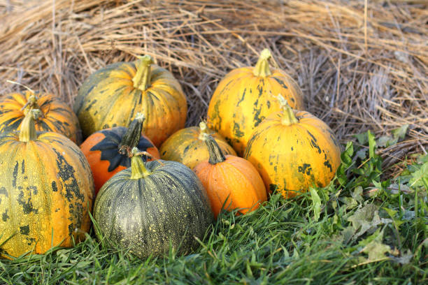 istock preparation for the autumn holiday 1349344361
