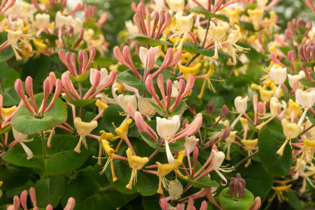 blossom lonicera sobre fondo hoja verde - honeysuckle pink fotografías e imágenes de stock