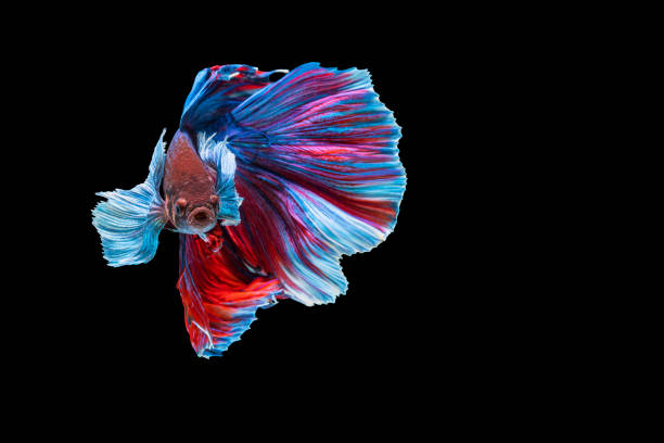 istock Halfmoon Betta splendens fighting fish in Thailand on isolated black background. The moving moment beautiful of blue and red Siamese betta fish with copy space. 1349346490