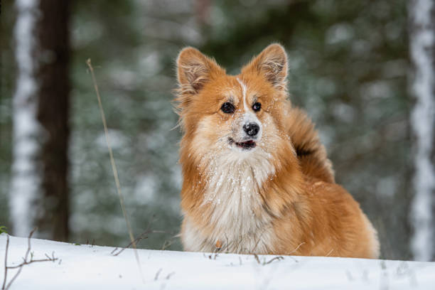 istock Welsh Corgi Pembroke on a walk in a beautiful winter forest 1349346759