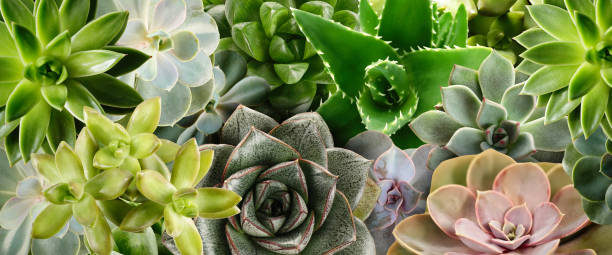 istock Different beautiful succulents as background, top view. Banner design 1349348079