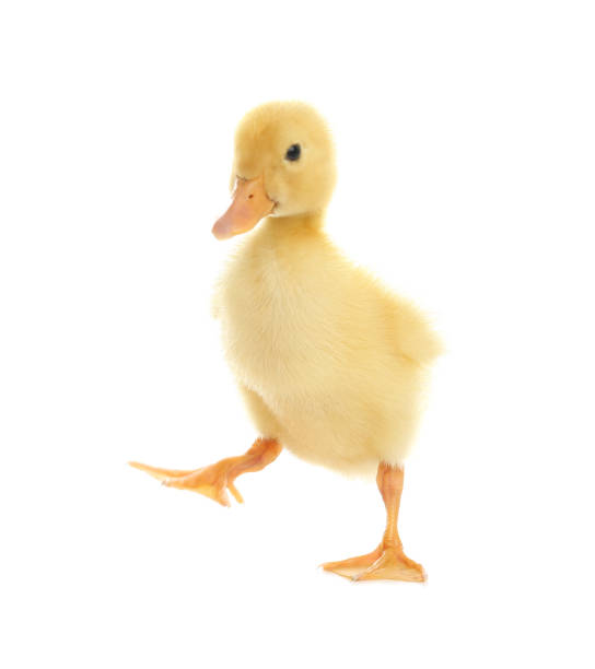 istock Cute fluffy baby duckling on white background 1349348089