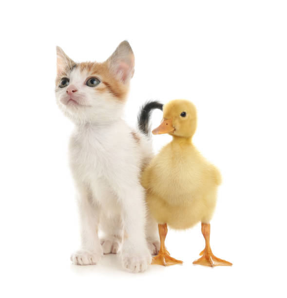 istock Fluffy baby duckling and cute kitten together on white background 1349348094