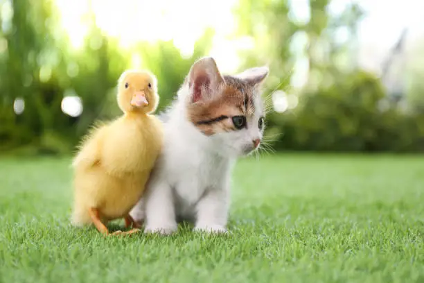 Photo of Fluffy baby duckling and cute kitten together on green grass outdoors