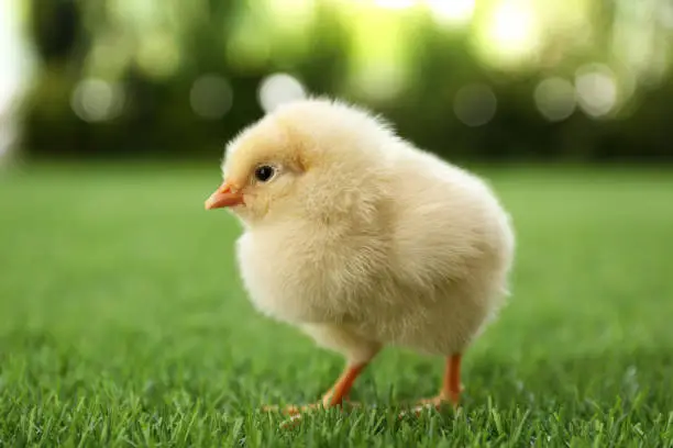 Cute fluffy baby chicken on green grass outdoors, closeup