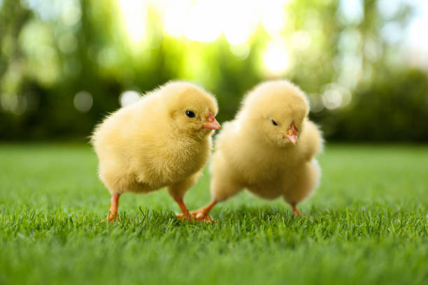 słodkie puszyste kurczaki razem na zielonej trawie na zewnątrz - hatchling yellow small nature zdjęcia i obrazy z banku zdjęć