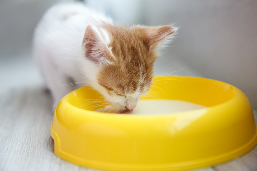 Cute little kitten drinking milk from bowl indoors, closeup. Baby animal
