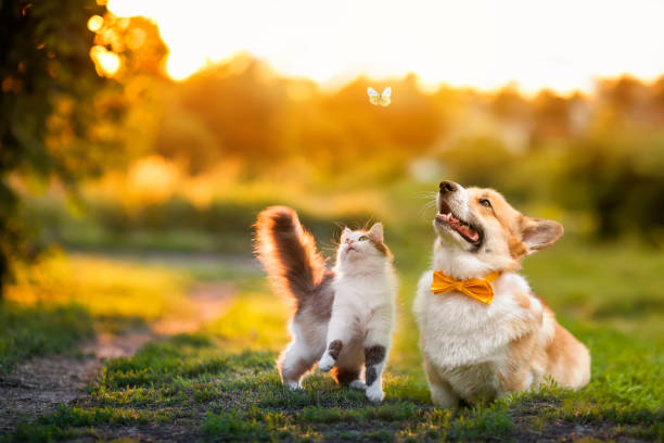 süße flauschige freunde eine katze und ein hund fangen einen fliegenden schmetterling in einem sonnigen sommer - domestizierte tiere stock-fotos und bilder