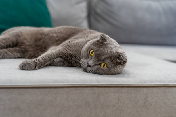 istock A grey Scottish Fold cat with yellow eyes sits comically in a modern living room 1349349281
