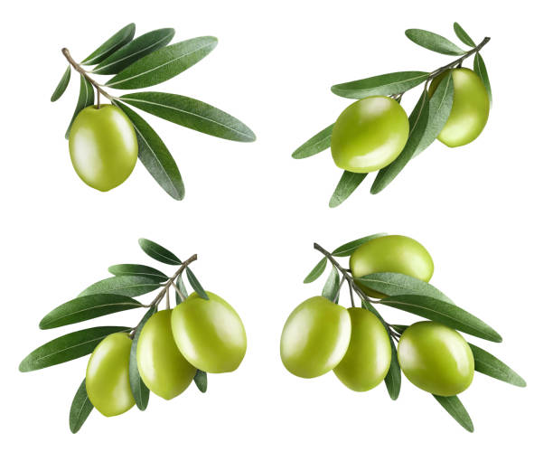 istock Collection of olive branches on white 1349349365
