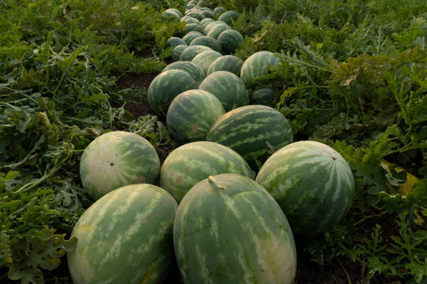 istock Watermelon field in harvest season 1349349415