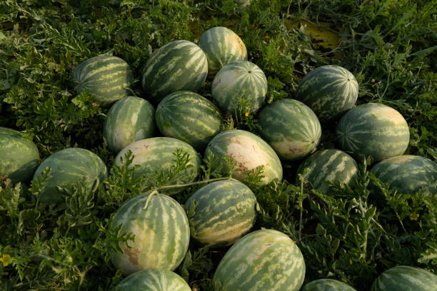 Watermelon field in harvest season Watermelons in the harvest season are concentrated together prior to loading into containers watermelon growing stock pictures, royalty-free photos & images