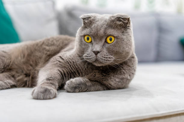 istock A grey Scottish Fold cat with yellow eyes sits comically in a modern living room 1349349502