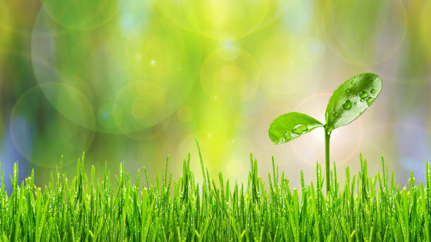 Green grass and rising young fresh green sprout on blurred background and symbolizes the struggle for a new life. Ecology concept. stock photo
