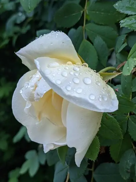 Photo of Yellow Rose
