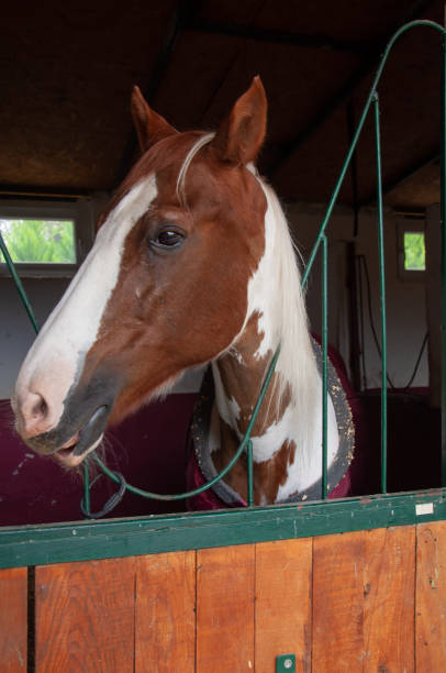 istock Horse in the stable with heads outside 1349351571