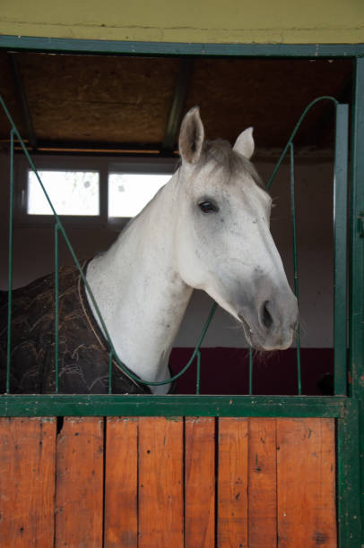 istock Horse in the stable with heads outside 1349351666