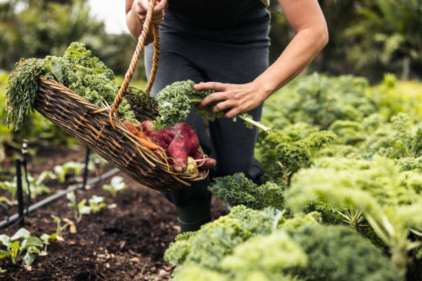 istock Unrecognizable woman picking fresh kale from a vegetable garden 1349351846