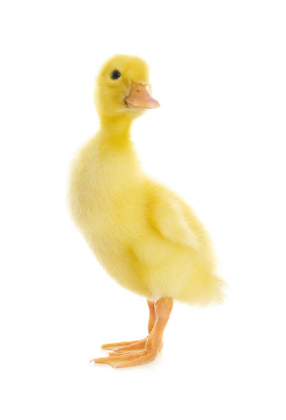 istock Cute fluffy baby duckling on white background 1349351883
