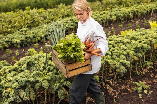 istock Female chef leaving a farm field with fresh vegetables 1349352538