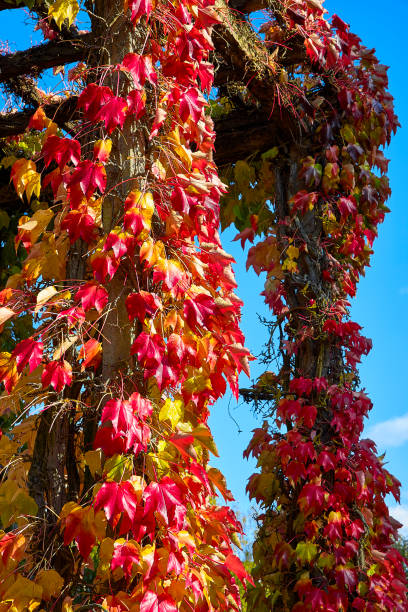istock Indian summer in a pergola 1349352703