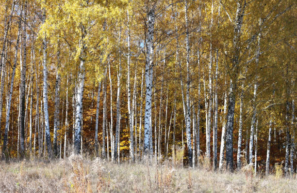 istock beautiful abstract scene with birches in red autumn birch forest in october 1349352861
