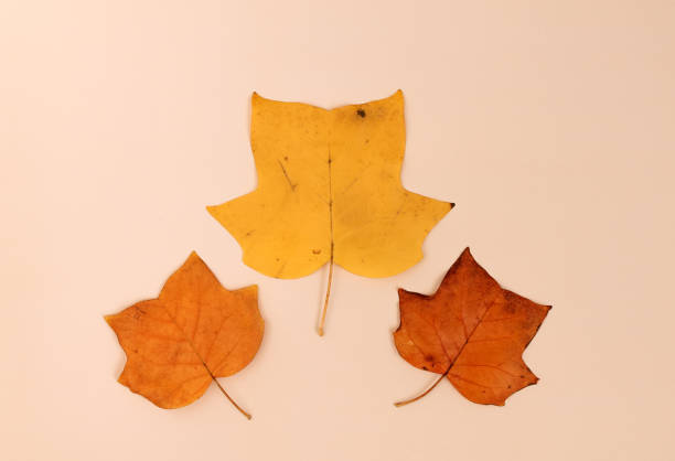 istock three yellow leaf of a tulip tree on a beige background 1349354224