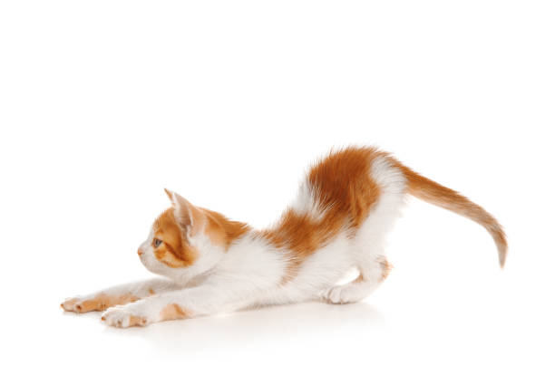 Cute little kitten on white background. Baby animal