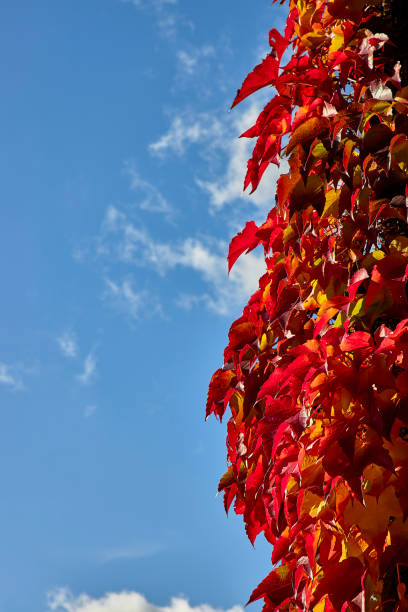 istock Indian summer, warm autumn colors, leaves, blue sky 1349354601