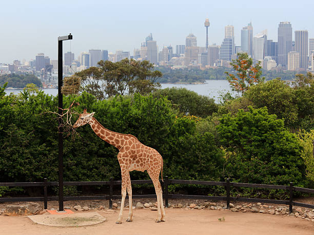 jirafa taronga a la ciudad - taronga fotografías e imágenes de stock