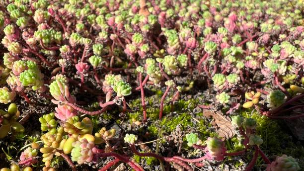 istock Closeup of succulent plants 1349356086