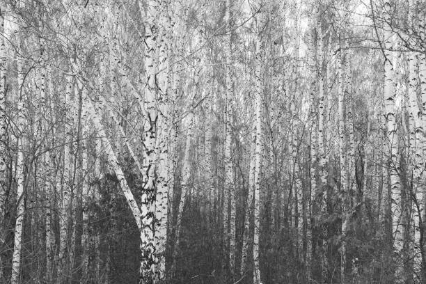 istock Young birches with black and white birch bark in winter 1349356444