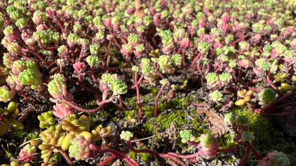 istock Closeup of succulent plants 1349356796