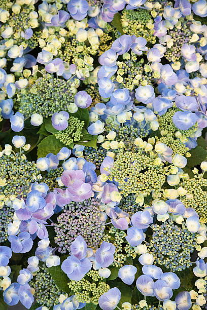 Hortensia azul - foto de stock