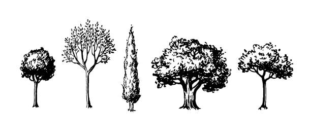 Trees. Set of ink sketches. Hand drawn vector illustration isolated on white background. Retro style.